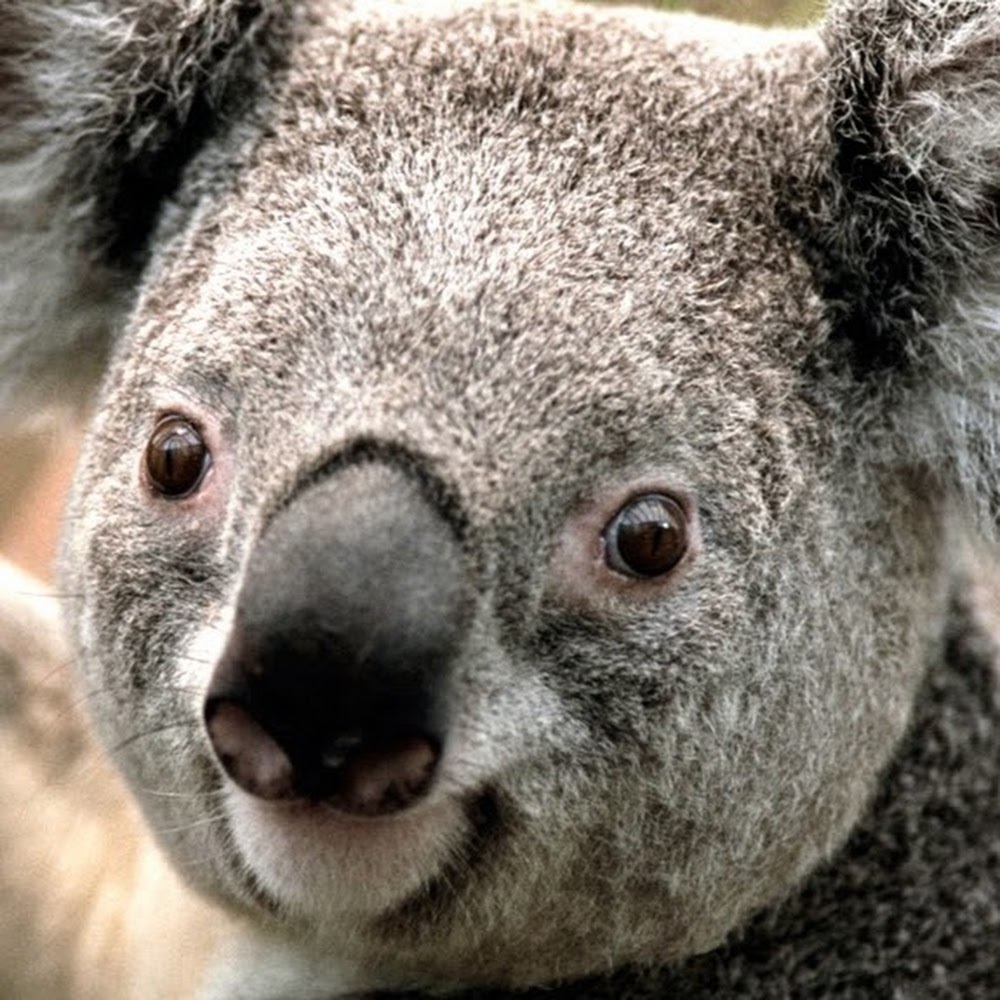 Meet your Posher, Peyton